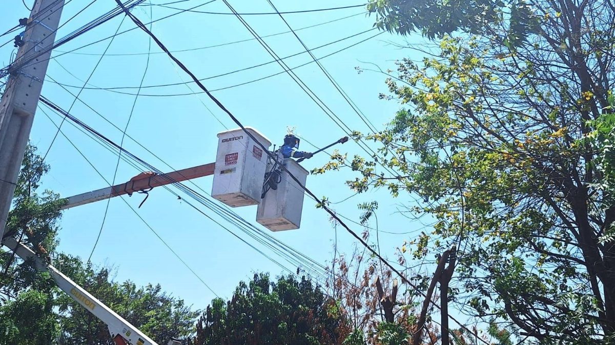 Equatorial Piauí reforça responsabilidades pela poda de árvores para manter a continuidade do fornecimento de energia