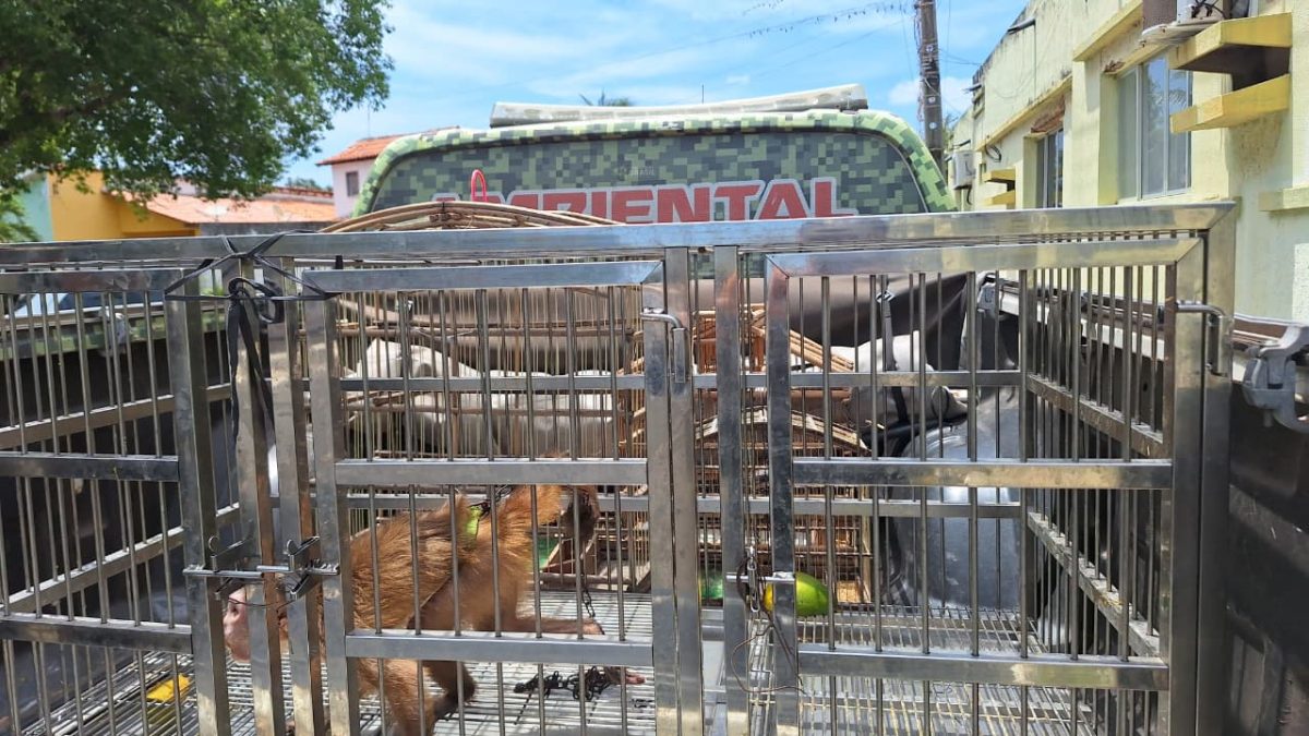 Animais silvestres são retirados de cativeiro ilegal em Parnaíba