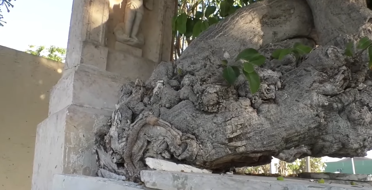 Árvore nasce de dentro de túmulo de poetisa e atrai curiosos em Parnaíba
