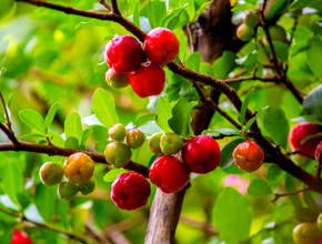 Produção de acerola no Piauí se adapta a novos cenários e mantém importância econômica