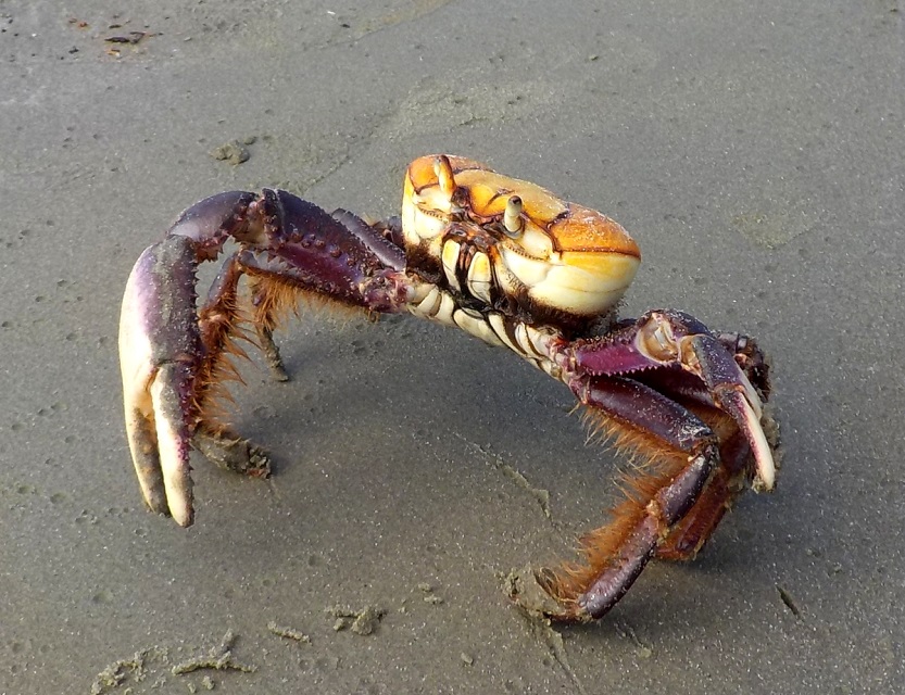 Governo define períodos de defeso do caranguejo-uçá no litoral do Piauí em 2026