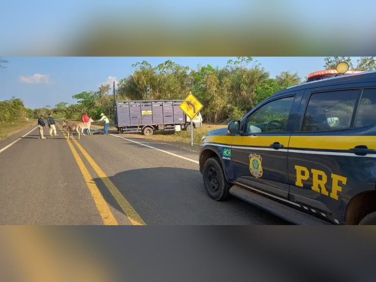PRF retira 150 animais soltos de rodovias federais no Piauí