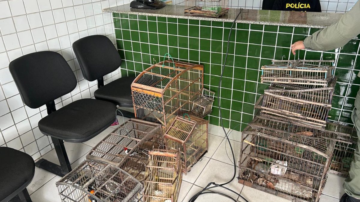 Aves silvestres são apreendidas em cativeiro irregular em Buriti dos Lopes