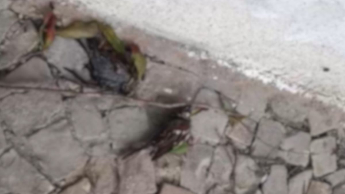 Mistério em Parnaíba: dezenas de pássaros são encontrados mortos e causas são apuradas