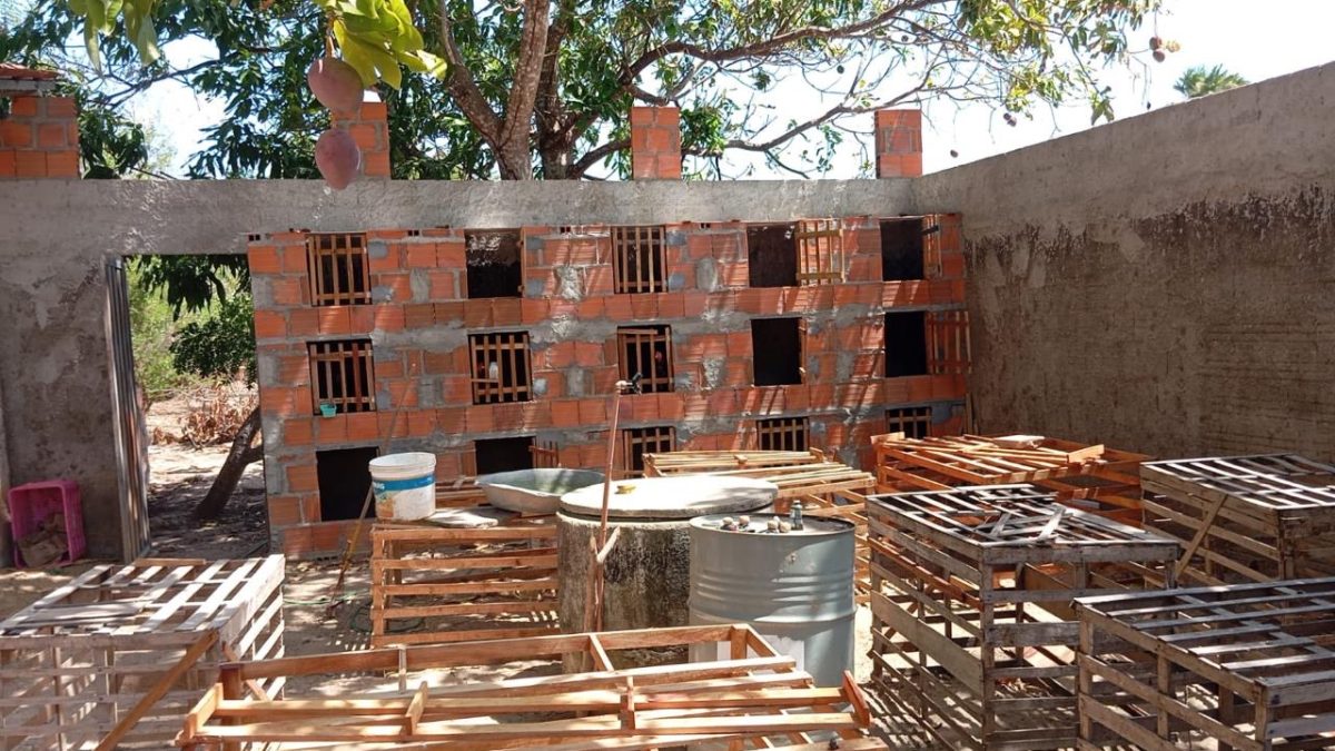 Policia apreende 19 galos de briga e prende suspeito por crimes ambientais e porte ilegal