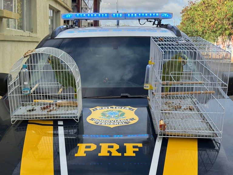 Papagaios são encontrados em caminhonete sem documentação ambiental