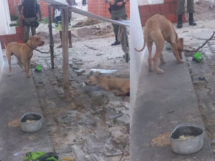 Pitbull resgatado em situação de crueldade morre em Parnaíba; caso é investigado