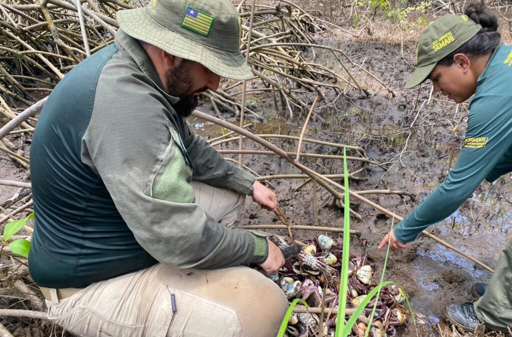 Fiscalização no litoral do Piauí apreende quase 900 caranguejos durante o defeso.