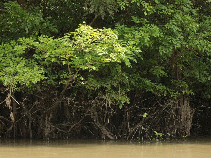 Corpo foi encontrado preso às raízes de árvores no rio, em Parnaíba
