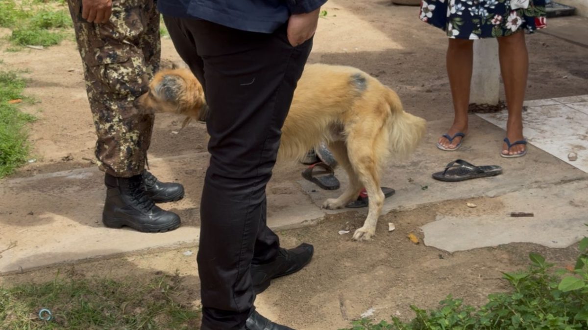 Denúncia de maus-tratos mobiliza operação da polícia em Parnaíba
