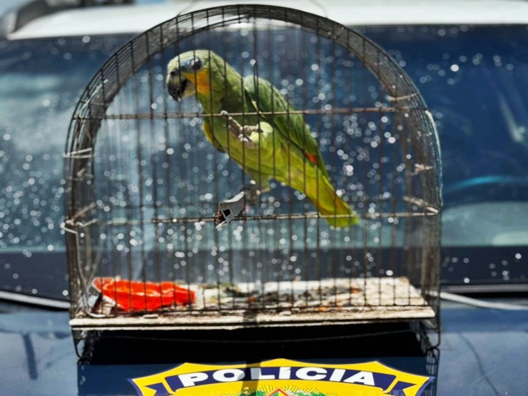 Papagaio-do-mangue é resgatado em Luís Correia e entregue ao Ibama em Parnaíba