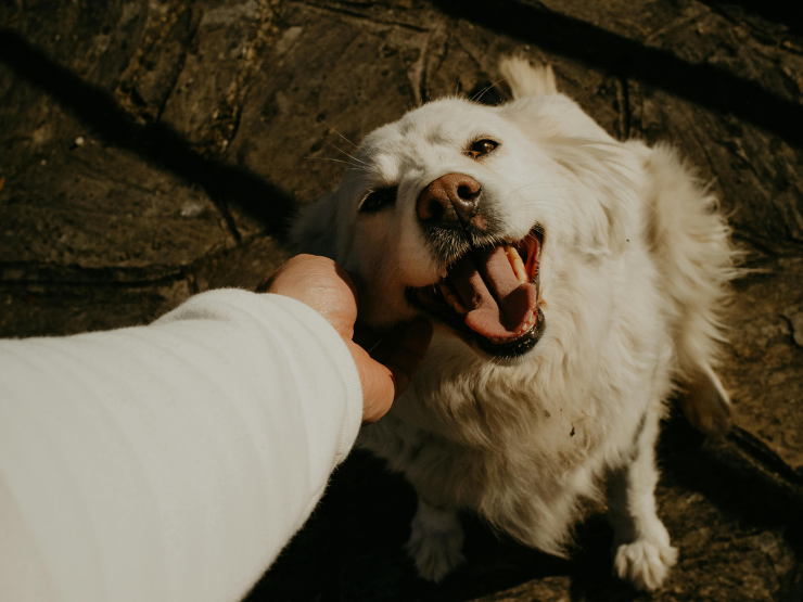Lei regulamenta guarda compartilhada de pets em caso de separação