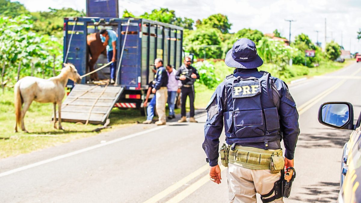 Operação Porteira Fechada reduz mortes por acidentes com animais em 53% no Piauí