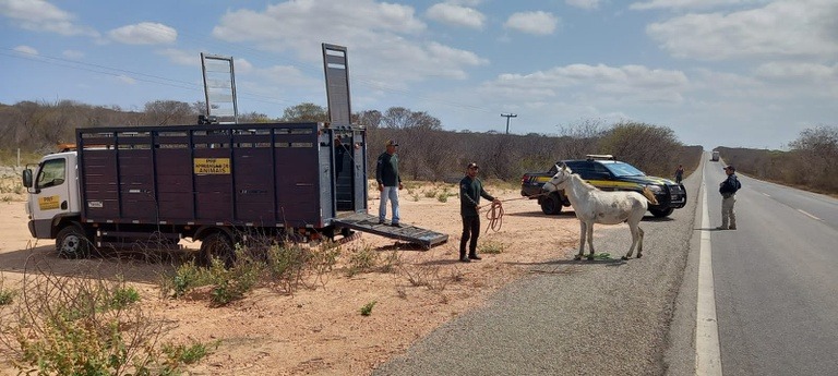 PRF recolhe 41 animais soltos durante Operação Armentum no litoral do Piauí