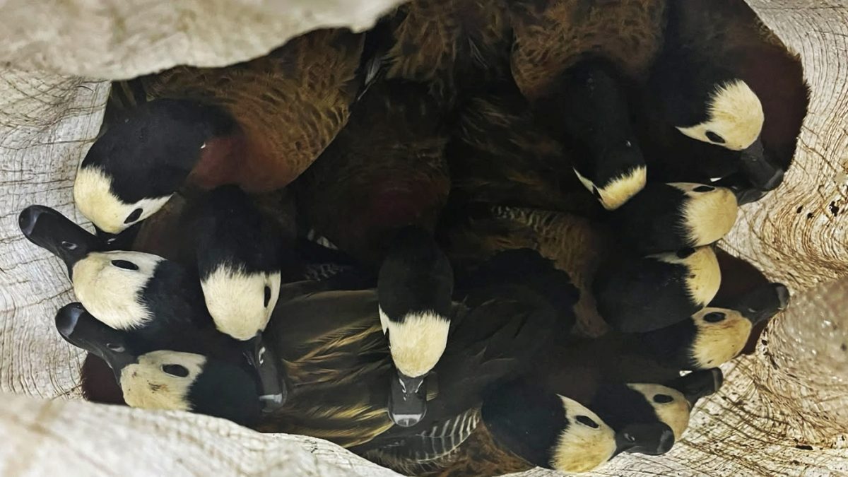 Polícia apreende 40 aves silvestres em Buriti dos Lopes e conduz mulher após fiscalização ambiental