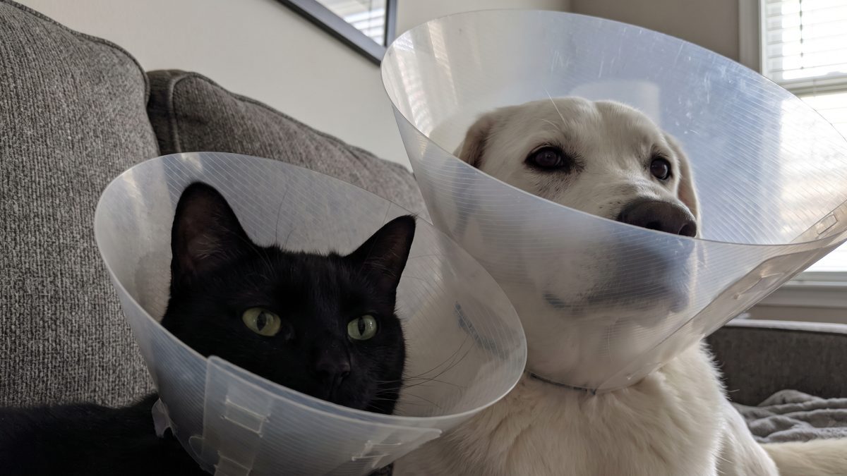 Castramóvel oferece atendimento gratuito para cães e gatos em Parnaíba até 2 de agosto; Saiba como participar