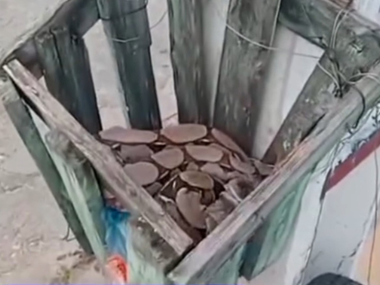 Jiboia de cerca de 2 metros é resgatada pela CIPA após ser encontrada em lixeira na BR-343, em Parnaíba