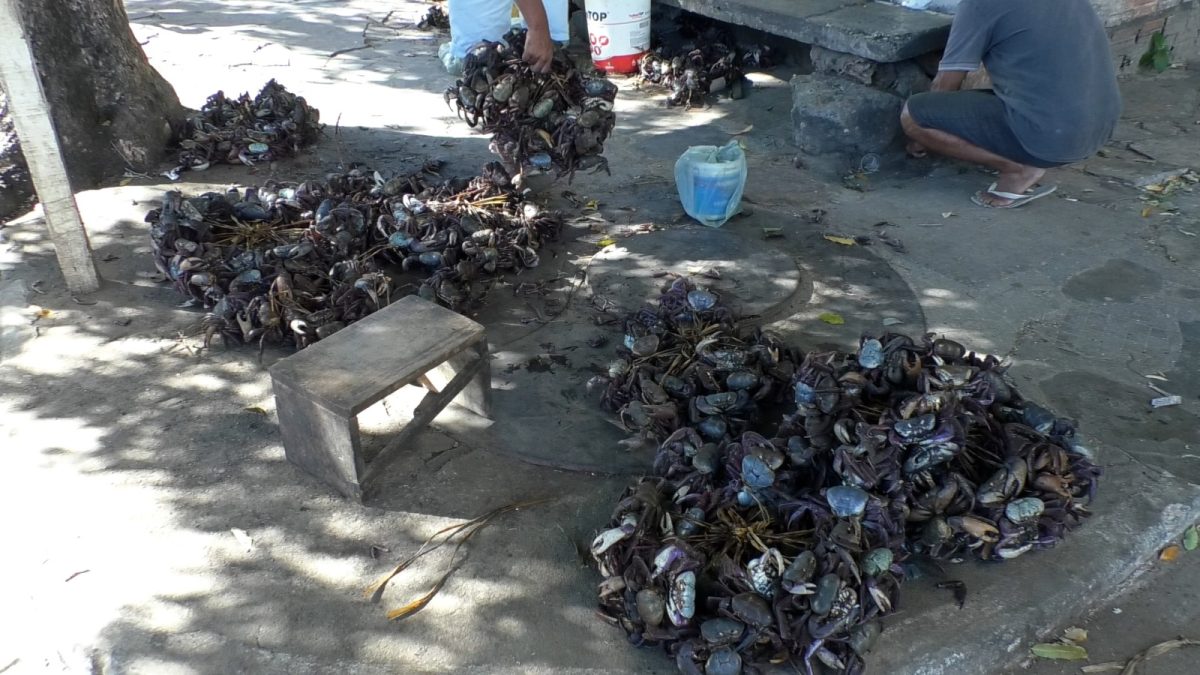 Alta temporada impulsiona a venda de caranguejo e movimenta a economia no litoral do Piauí