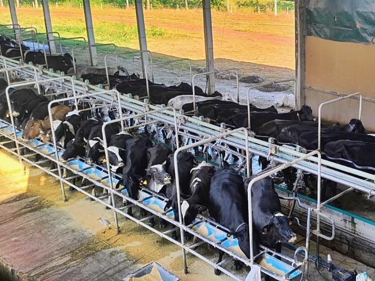 Produção de leite movimenta propriedades rurais e fortalece o setor primário de Parnaíba