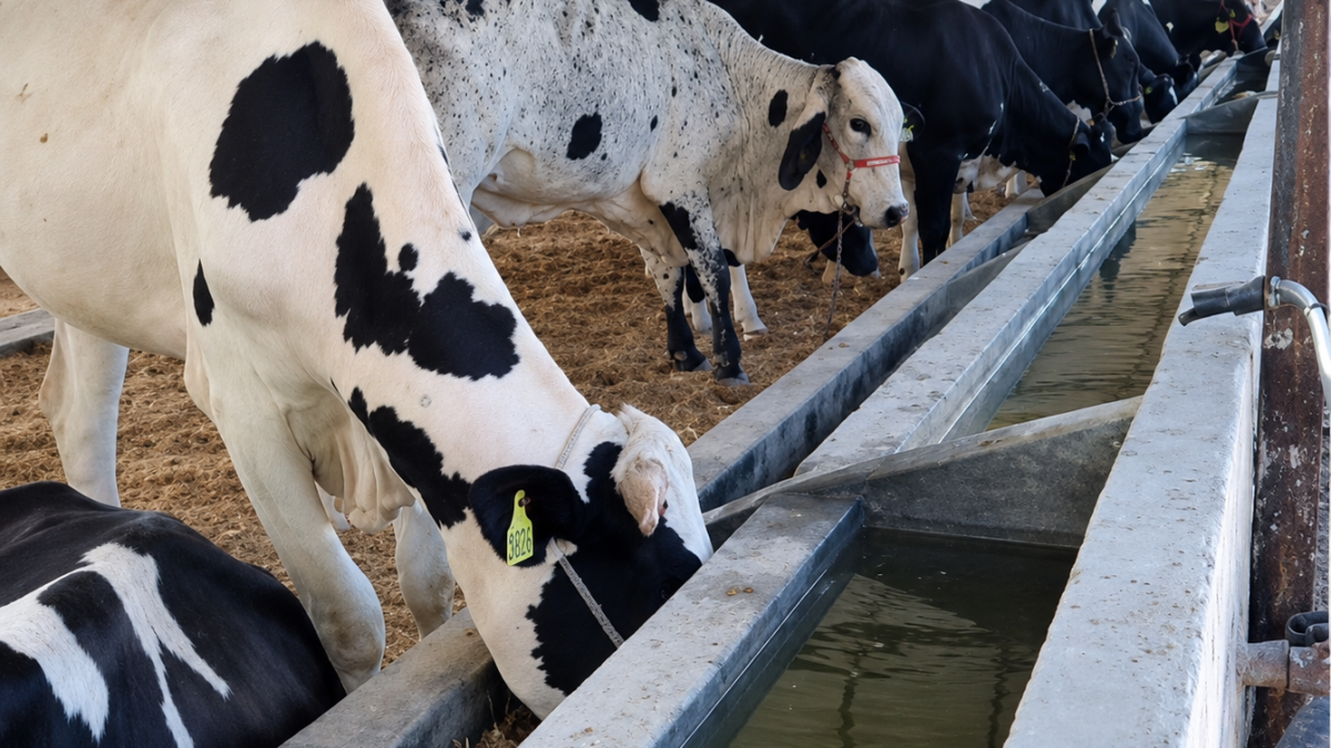 Expoapa 2026 começa em Parnaíba com chegada de animais e disputa pelo leite