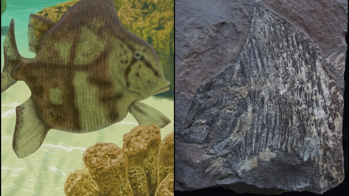 Cientistas descobrem fóssil de peixe de 280 milhões de anos no Piauí