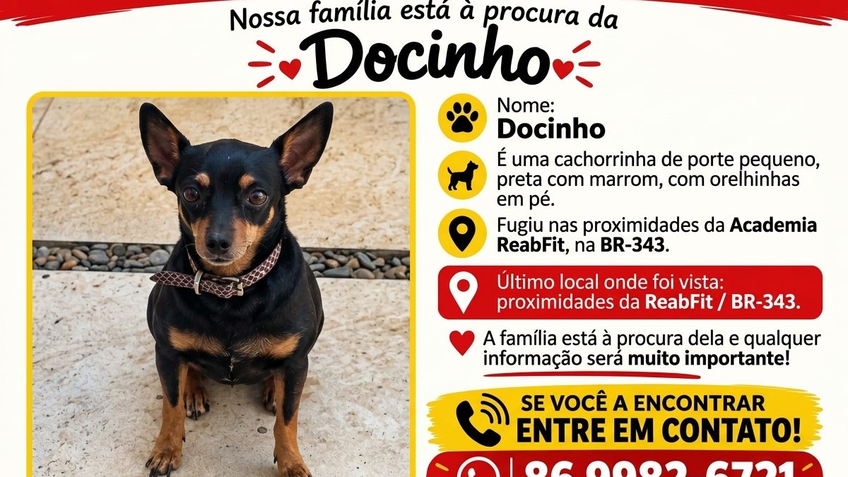 Cachorrinha Docinho desaparece nas proximidades da BR-343 e família pede ajuda