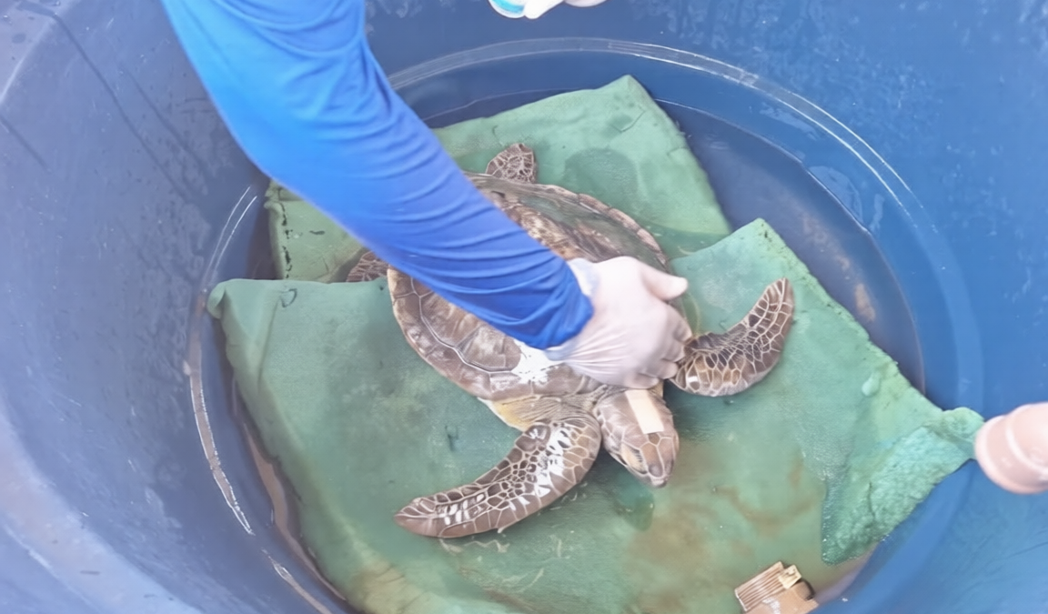 Tartaruga-verde é resgatada com ferimento na cabeça em praia de Luís Correia