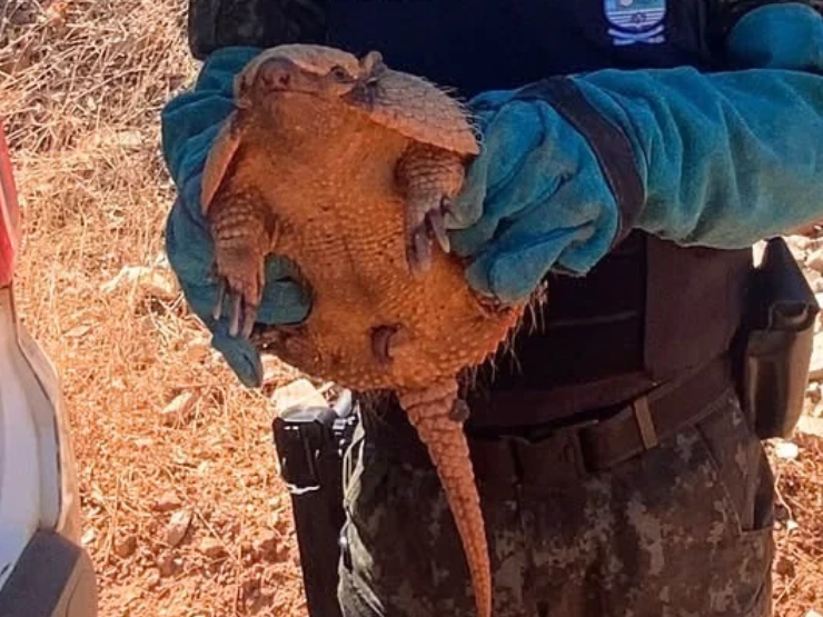 Moradores de Parnaíba encontram tatu dentro de casa e acionam resgate