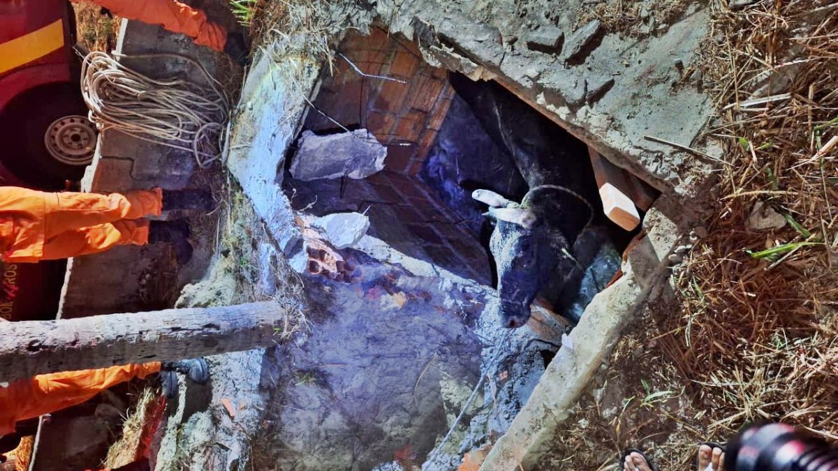 Vaca cai em fossa séptica de dois metros e é resgatada pelos bombeiros em Luís Correia